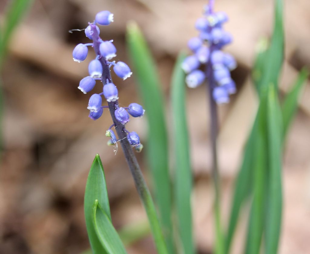 Muscari botryoides / Muscari azzurro